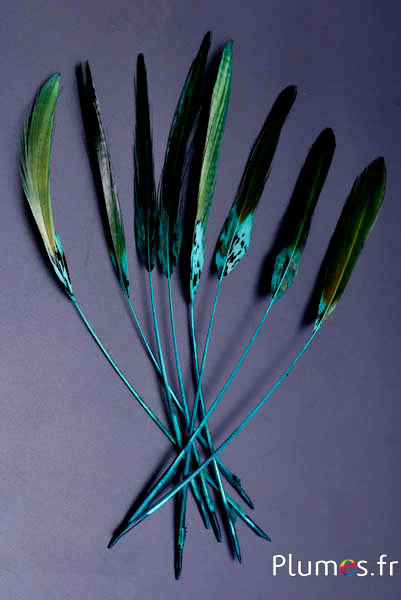Faisan Lady Armherst strippé - 20-23 cm - jade-noir